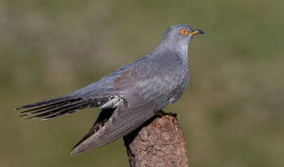 Obraz premium Cuckoo Perched