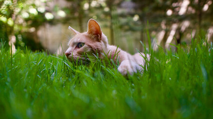 Green grass and yellow male cat on wooden floor. Yellow-eyed yellow cat. Focus percent.