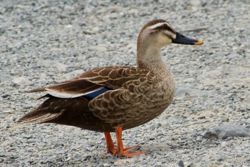 鴨 Duck