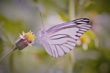 Obraz premium butterfly on flower