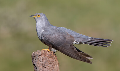 Cuckoo Perched on Branch