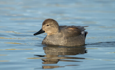 Gadwall