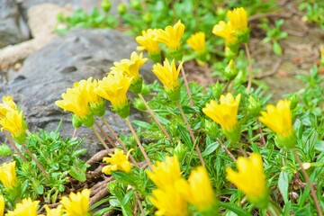 野菊　Yellow daisy