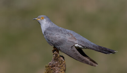 Cuckoo Perched