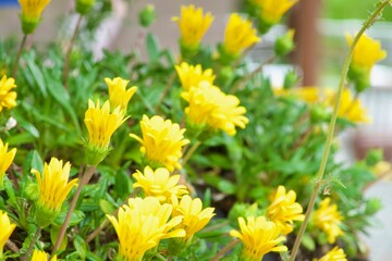 野菊　Yellow daisy