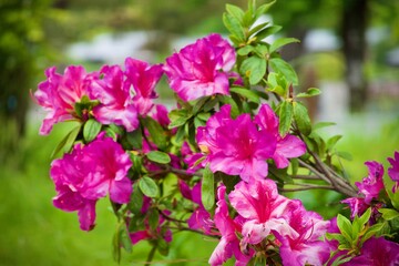 つつじ　azaleas