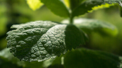 a mint leaves close up
