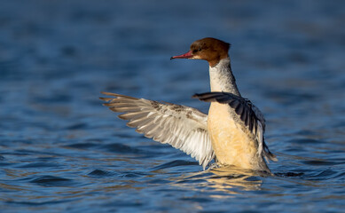 Goosander