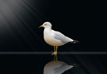White Gull Bird with Black Background