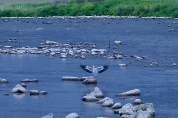 the expansion of a bird's wings