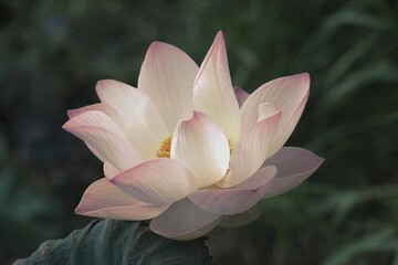 pink lotus flower