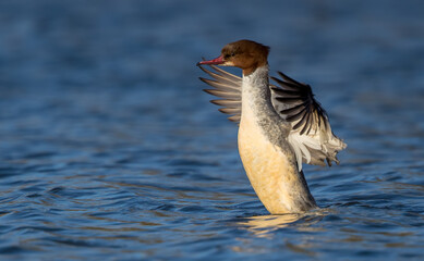 Goosander Female