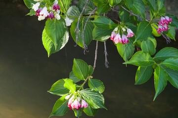 flower in river