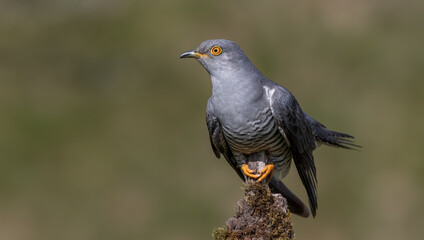 Cuckoo