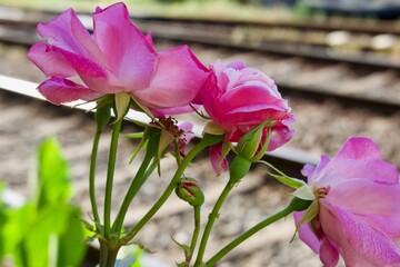 ローズガーデン