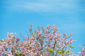 Many purple and white flowers on the tree.