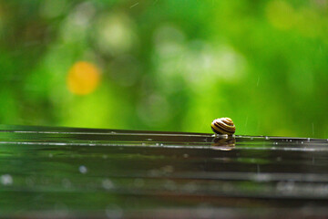 Schnecke im Sommerregen