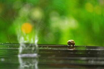 Beinahe hat ein Regentropfen eine Schnecke im Sommerregen erwischt.
