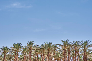 Fototapeta na wymiar Palm trees on beach sea. Tourist season