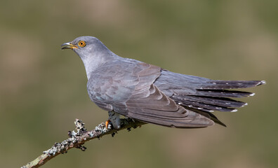 Cuckoo