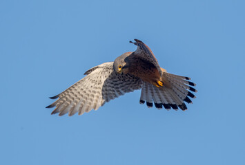 Kestrel Hovering