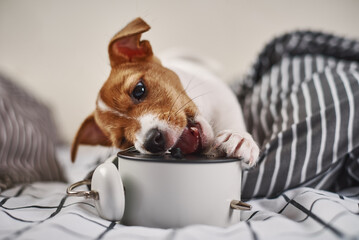 Jack russell terrier dog nibbles vintage alarm clock in the bed. Wake up and morning concept