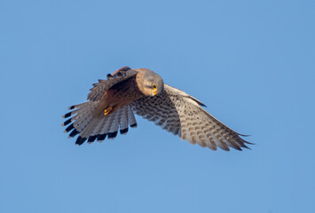 Kestrel Hovering