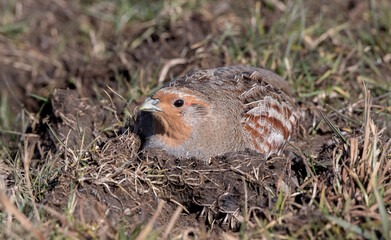 Grey Partridge