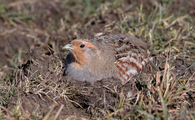 Grey Partridge