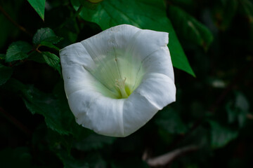 Calystegia flower in the forest