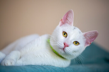 Pet animal; cute white cat