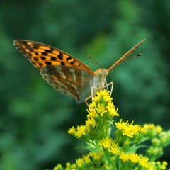 A butterfly sitting on flowers