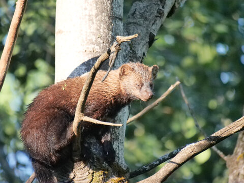 Fisher Cat