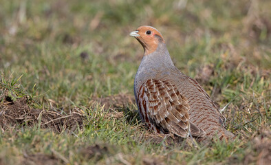 Grey Partridge