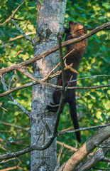 Fisher cat