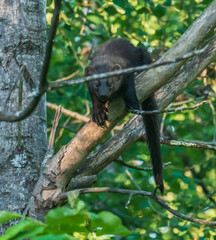 Fisher Cat