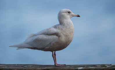 Iceland Gull