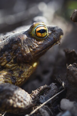 Forest Frog in profile closeup