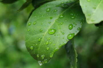 water drops on green leaf