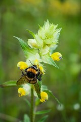 Vertical shot of a bee on yellow rattle in a field under the sunlight with a blurry background