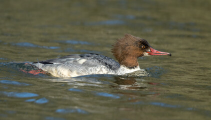 Goosander Female
