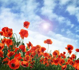 Beautiful red poppy flowers under blue sky with clouds