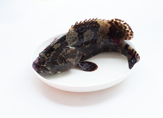 Fresh grouper on a white background