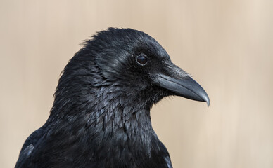 Crow