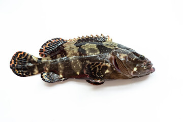 Fresh grouper on a white background