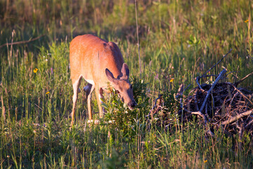 Horizontal frontal view of young female white-tailed deer standing in field eating foliage in the golden hour early morning light, Léon-Provancher conservation area, Neuville, Quebec, Canada