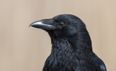 Crow