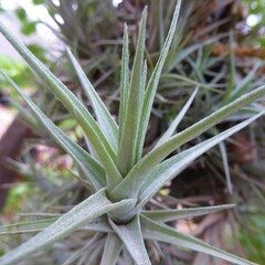 Obraz premium Closeup of a Branch of Tillandsia / Air Plant