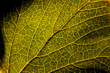 Texture of the reverse side of the green leaf.Vintage processing.Close-up in macro mode.