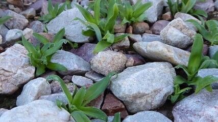 Tiny Bulbs Sprouting Between Karoo Rocks